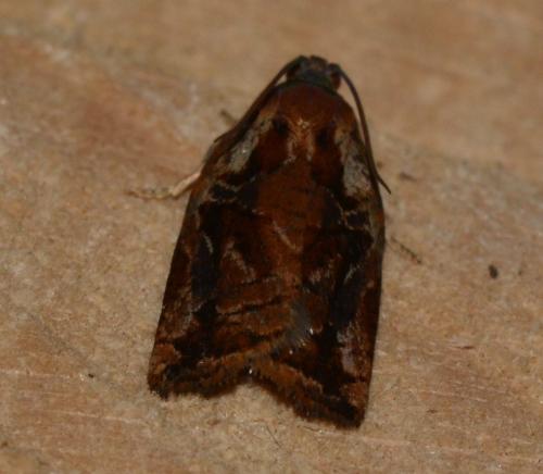 Archips oporana