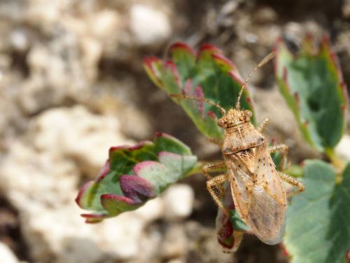 Réf. 174 449 : Rhopalus parumpunctatus
