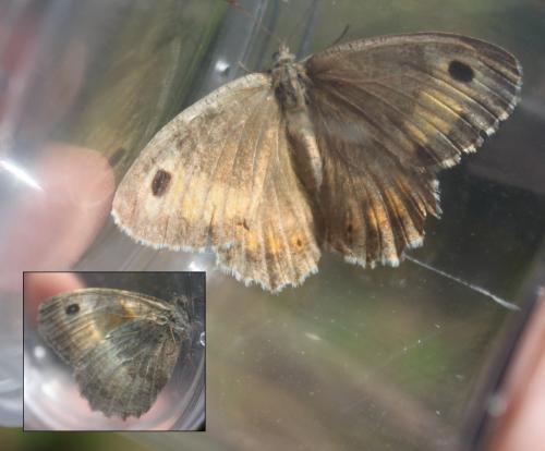 Arethusana arethusa
