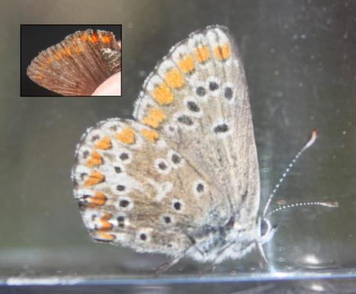 Réf. 174 721 : Aricia sp.