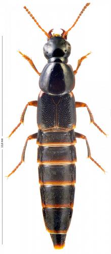 Réf. 174 101 : Quedius sp.