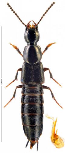 Philonthus montivagus