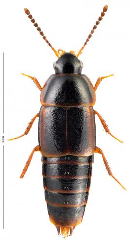 Réf. 174 713 : Tachinus marginellus