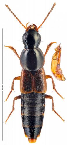 Réf. 174 104 : Quedius obscuripennis