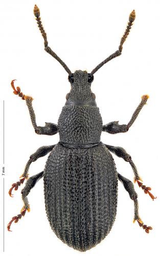 Réf. 174 420 : Otiorhynchus moestus