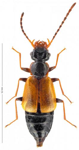Réf. 174 663 : Anthophagus aeneicollis