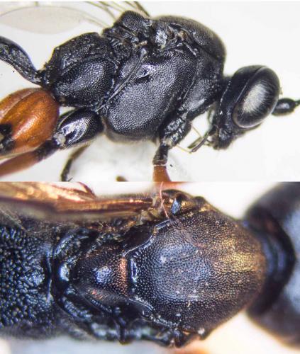 Exetastes calobatus