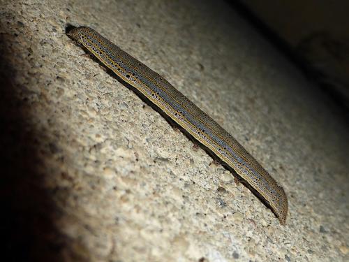 Aedia leucomelas