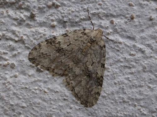 Epirrita sp.