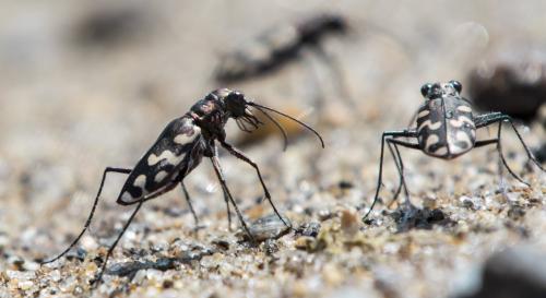 Réf. 174 230 : Cicindela carthagena