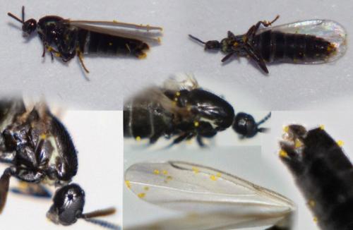 Réf. 174 262 : Reichertella geniculata