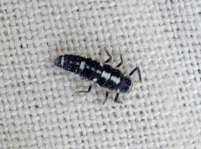 Propylea quatuordecimpunctata
