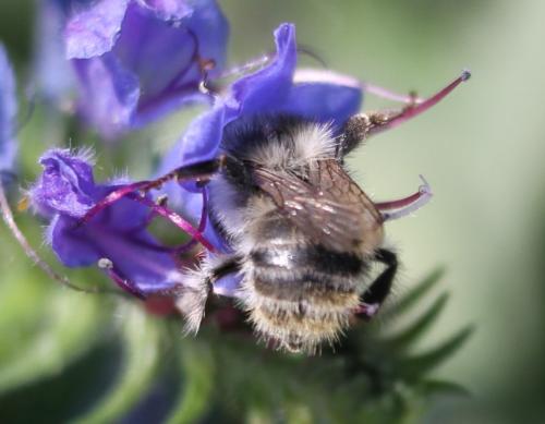 Réf. 174 563 : Bombus sylvarum