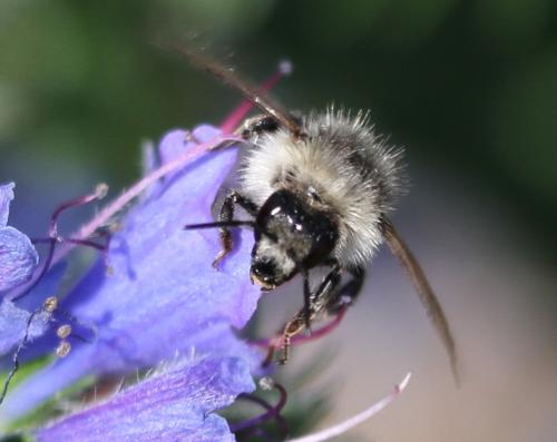 Réf. 174 565 : Bombus sylvarum