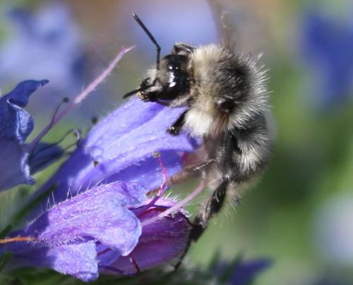Bombus sylvarum