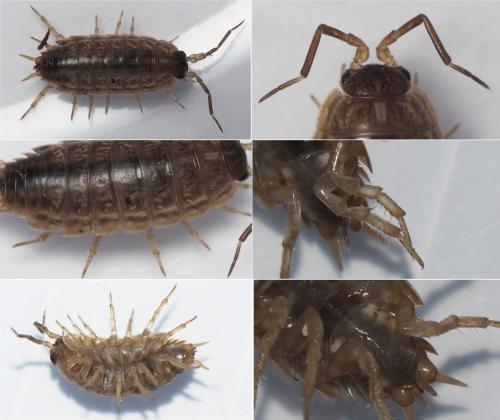 Réf. 174 811 : Protracheoniscus fossuliger