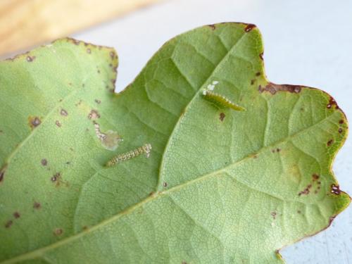 Bucculatrix ulmella