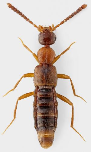 Réf. 174 732 : Falagrioma thoracica