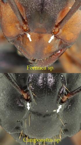 Réf. 174 083 : Formicinae divers