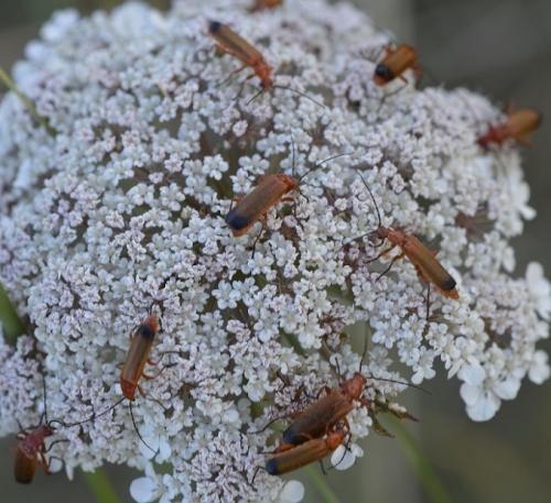 Réf. 174 729 : Rhagonycha fulva
