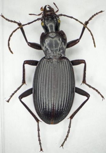 Réf. 174 212 : Laemostenus oblongus