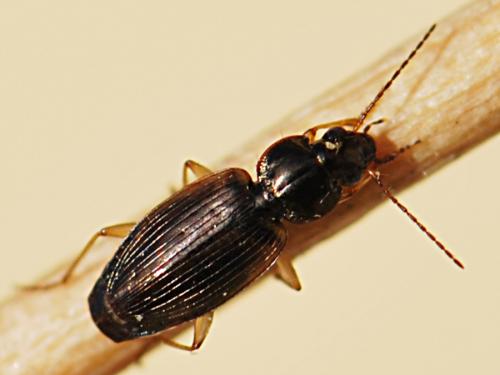 Olisthopus sp.