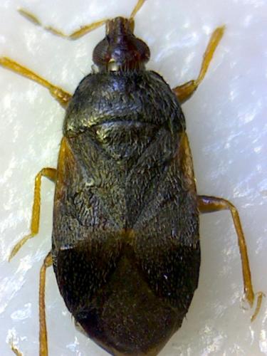 Réf. 174 450 : Cardiastethus nazarenus