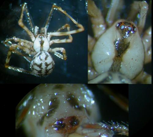 Nesticus cellulanus
