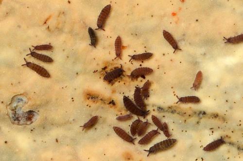 Ceratophysella denticulata