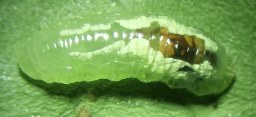 Réf. 174 352 : Xanthandrus comtus