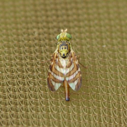 Réf. 174 914 : Chaetorellia jaceae