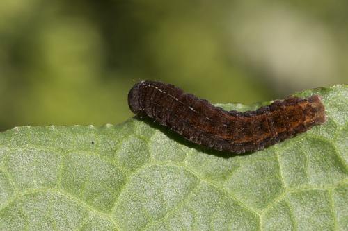 Réf. 174 348 : Charanyca ferruginea
