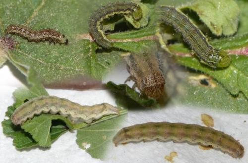Helicoverpa armigera