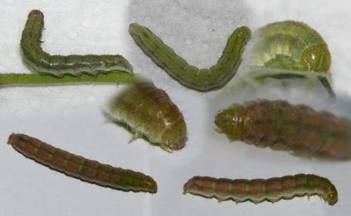 Helicoverpa armigera