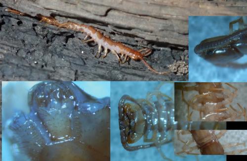 Lithobius forficatus