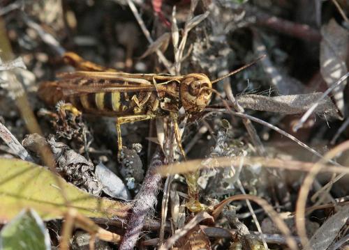 Réf. 174 353 : Omocestus haemorrhoidalis haemorrhoidalis