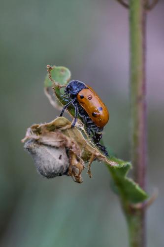Lachnaia tristigma
