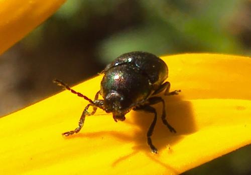 Cryptocephalus sp.
