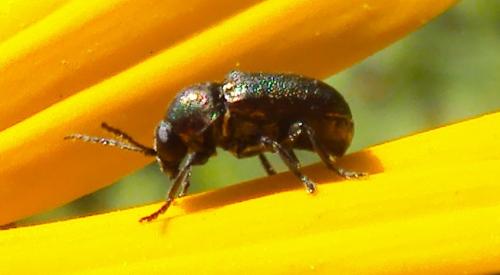 Réf. 174 975 : Cryptocephalus sp.