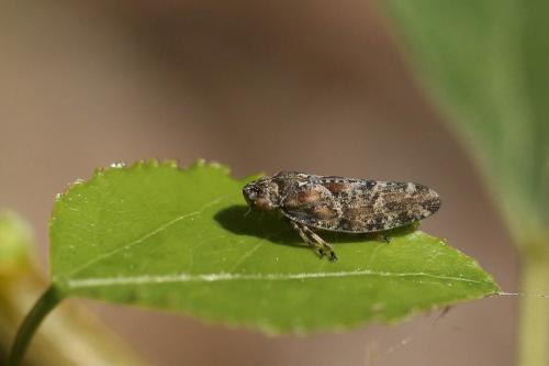 Réf. 174 359 : Aphrophora corticea