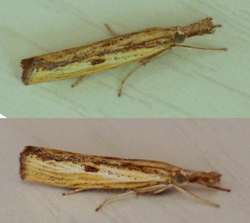 Réf. 174 240 : Agriphila inquinatella
