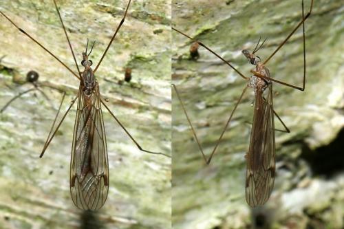 Réf. 174 829 : Tipula signata