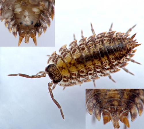 Porcellio sp.