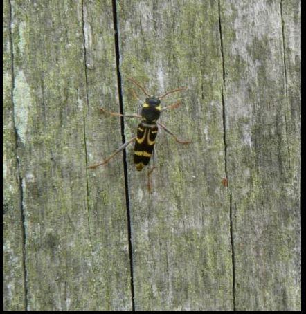 Xylotrechus arvicola