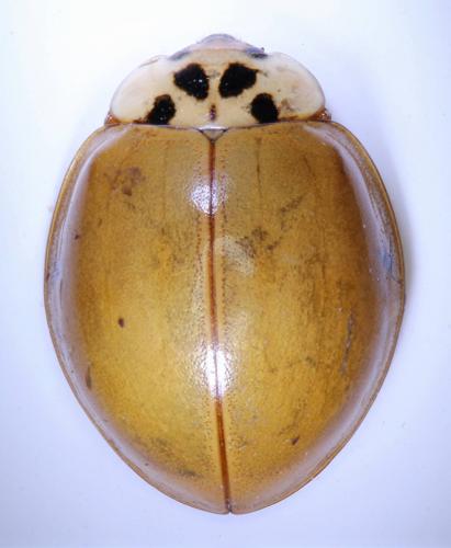 Harmonia axyridis