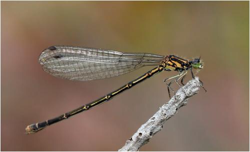 Coenagrion johanssoni