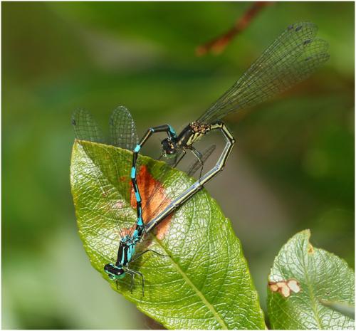 Coenagrion johanssoni