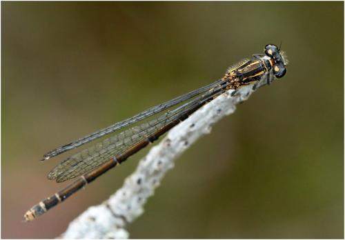 Coenagrion johanssoni