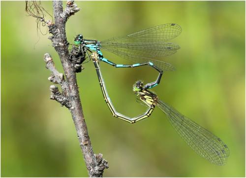 Coenagrion johanssoni