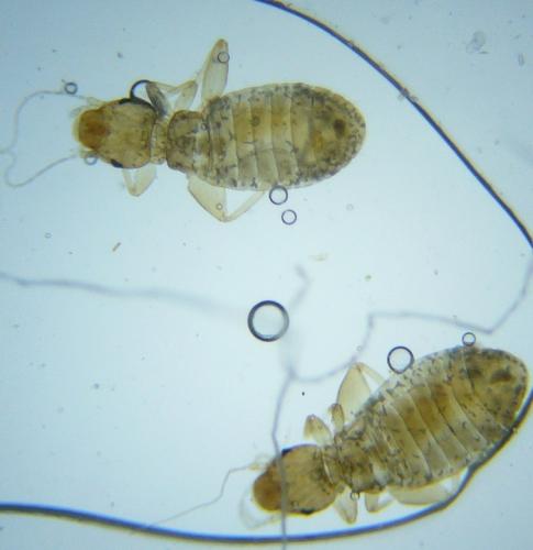 Liposcelis sp.
